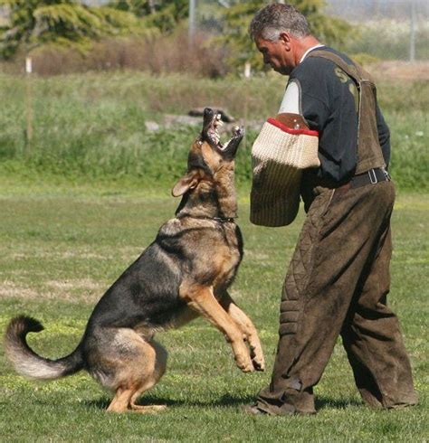 German Shepherd Watch Dogs What Makes A Good Protection Dog? - German ...