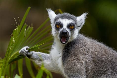 Ringtailed Lemur | San Diego Zoo | Flickr