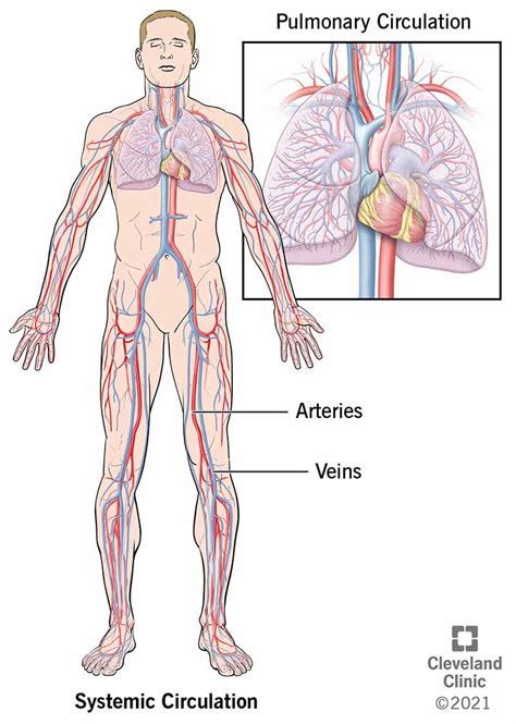 How Your Cardiovascular System Works