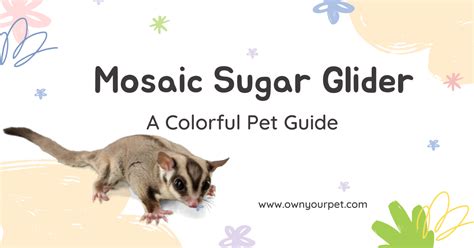 Mosaic Sugar Glider: A Colorful Pet Guide | Own Your Pet