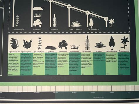 Evolution of Plants Timeline Cladogram Family Tree Infographic - Etsy ...