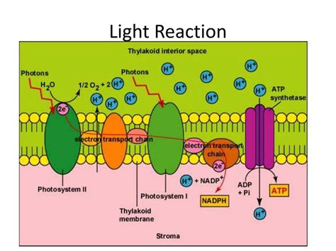 PPT - Photosynthesis – Light Reaction PowerPoint Presentation, free ...