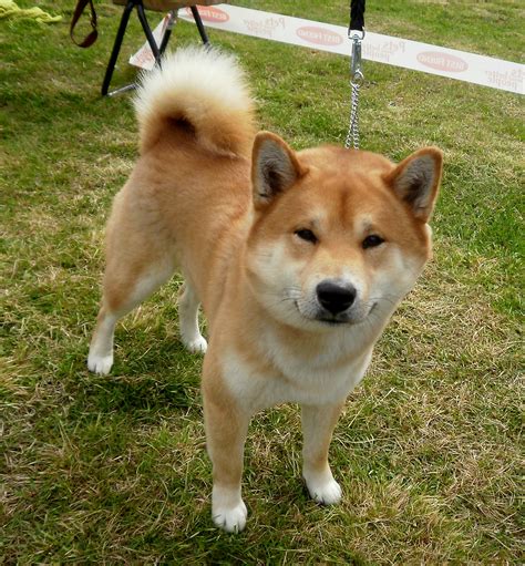 Cute Shiba Inu dog photo and wallpaper. Beautiful Cute Shiba Inu dog ...