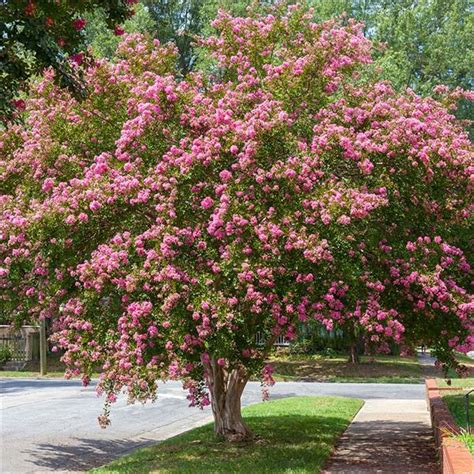 Plants That Survive and Thrive on the OBX – Crape Myrtle | N.C ...