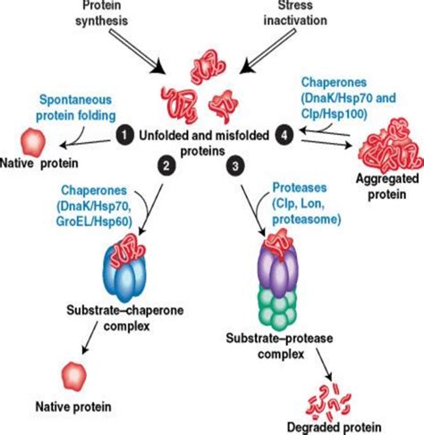 Chaperone-assisted protein folding (Creighton, 1990) | Download ...