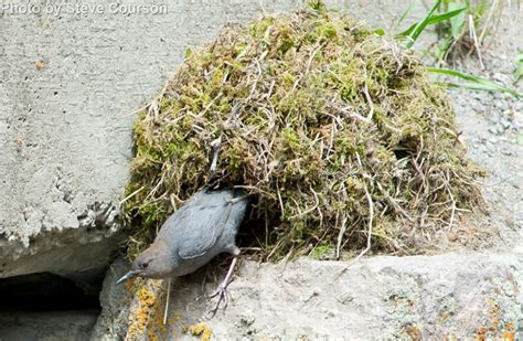 American Dipper - East Cascades Audubon Society