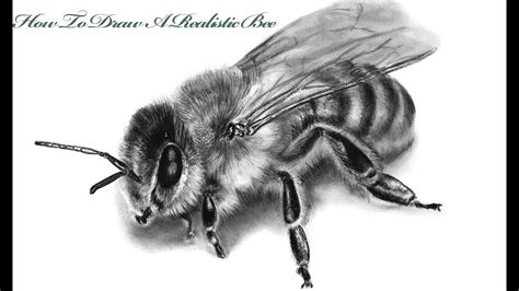 How To Draw A Realistic Bee Step by Step Tutorial - YouTube