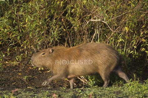 Capybara walking on shore in Laguna Negra, Rocha, Uruguay, South ...