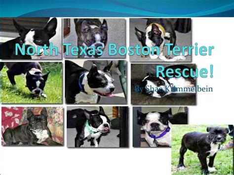 PPT - North Texas Boston Terrier Rescue! PowerPoint Presentation, free ...