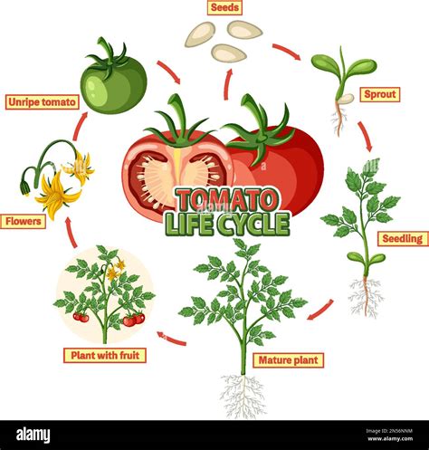 Tomato Plant Life Cycle Plant Life Cycle Life Cycles | sexiezpix Web Porn