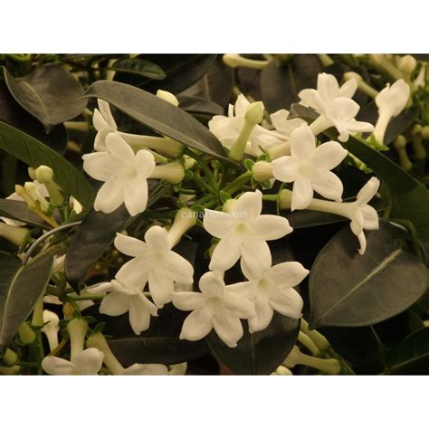 Buy Stephanotis floribunda with Canarius