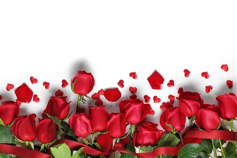 Of Red Roses with White Background - . . High Resolution HD wallpaper ...