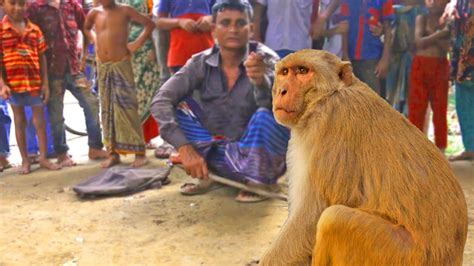 monkey dance | funny monkey show by street performer | funny animal ...