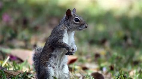 What Does Squirrel Poop Look Like: Identification & Pictures