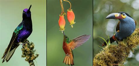 10 Stunning Bird Photos to Inspire You (Bird Photographers)