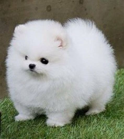 Teacup Full Grown White Grown Up Pomeranian - Pets Lovers