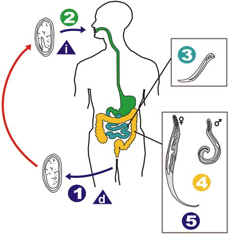 Pinworm Life Cycle In Humans