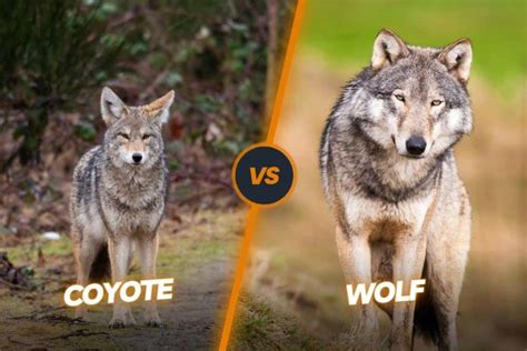 Coyote Vs Wolf: Spot The Differences From A Gray Wolf