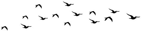 Bird Silhouette Clip art - Flock of flying geese png download - 1024* ...