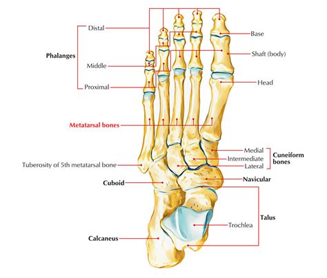 Skeleton of the Foot – Earth's Lab