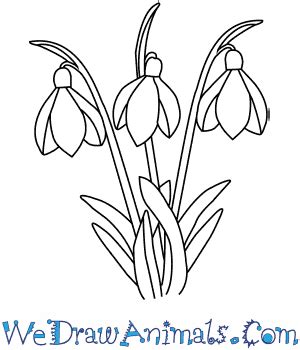 How to Draw a Snowdrop Flower