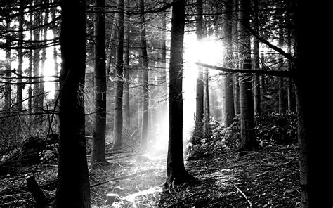 Download Free Black and White Forest Wallpaper | PixelsTalk.Net