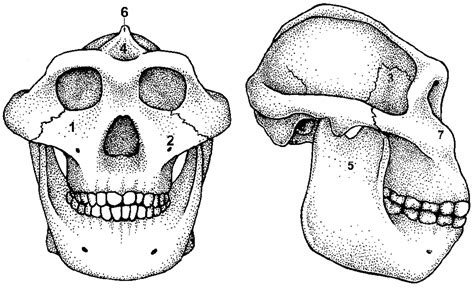 Australopithecus Robustus Skull Features