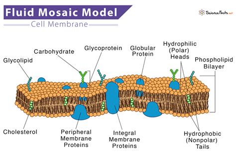 Fluid Mosaic Model – Definition and Labelled Diagram