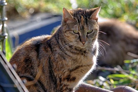 Torbie (Tortoiseshell Tabby) Cat Facts with Pictures