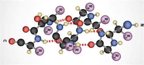 Protein Structure and Analysis - The Medical Biochemistry Page