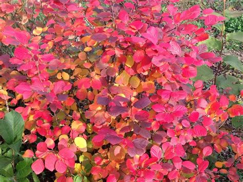 Fothergilla - How to Grow & Care for This Fabulous Shrub | Garden Design