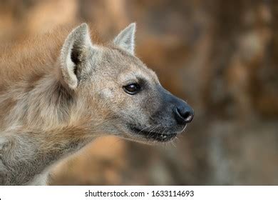 1,415 Spotted hyena head Images, Stock Photos & Vectors | Shutterstock