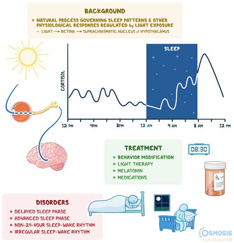 Circadian Rhythm: What Is It, How It Works, Why It’s Important, and ...