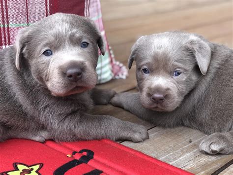 Silver Lab Retriever Puppies for Sale | Silver and Charcoal Kennels