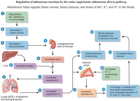 Aldosterone Potassium