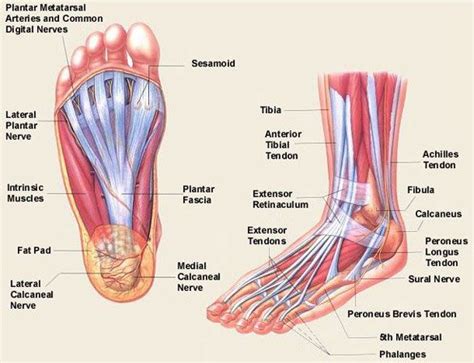 Foot Muscles : Attachment, Nerve Supply & Action - Anatomy Info