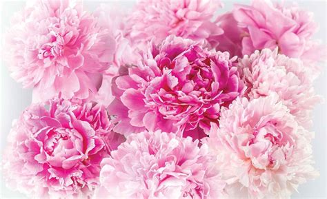 Pink Carnation Wallpapers - Wallpaper Cave