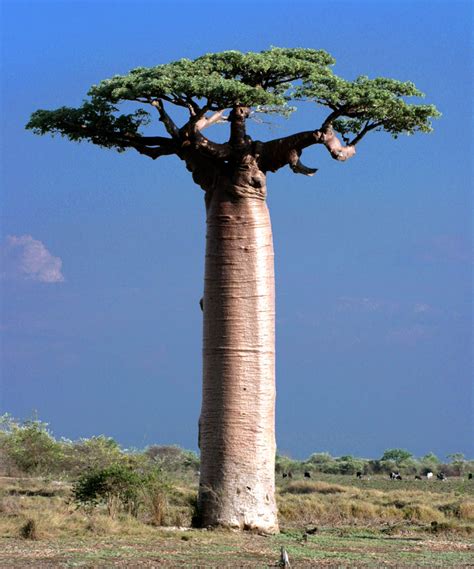 Wild Harvest Pharma: Baobab Trees And The Community