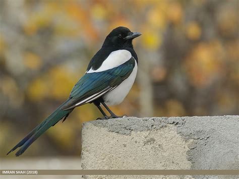 Black-billed Magpie | BirdNote