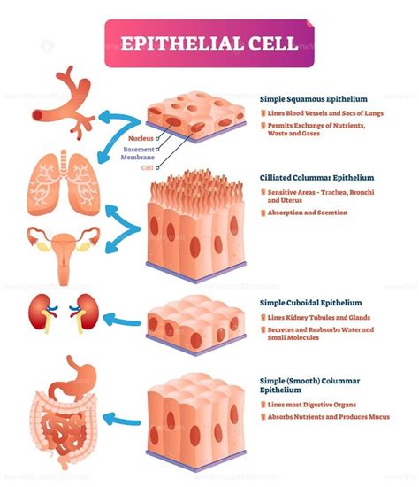 Epithelial cells vector illustration - VectorMine