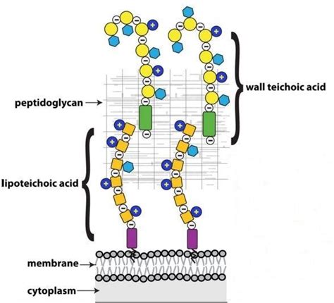 Teichoic Acid/Lipoteichoic acid: Characteristics and Medical Importance ...