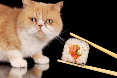 Can Cat Eat Sushi or Raw Fish? | Kae Sushi