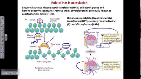 Histone acetylation - YouTube