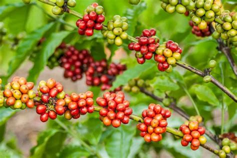 How to Grow and Care for Coffeeberry - GrowingVale