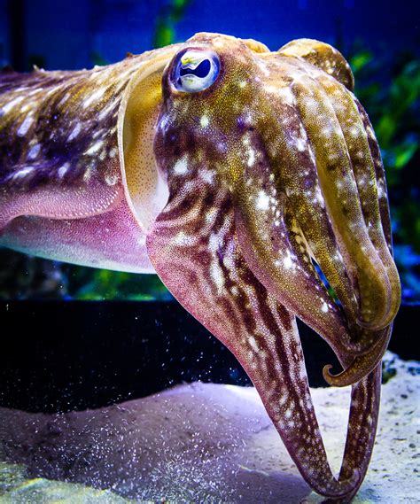 Reading a Cuttlefish's Mind — On Its Skin | Discover Magazine