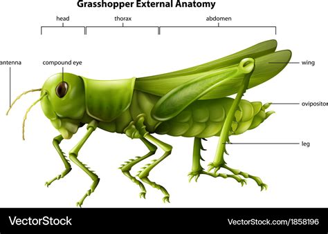 External anatomy of a grasshopper Royalty Free Vector Image