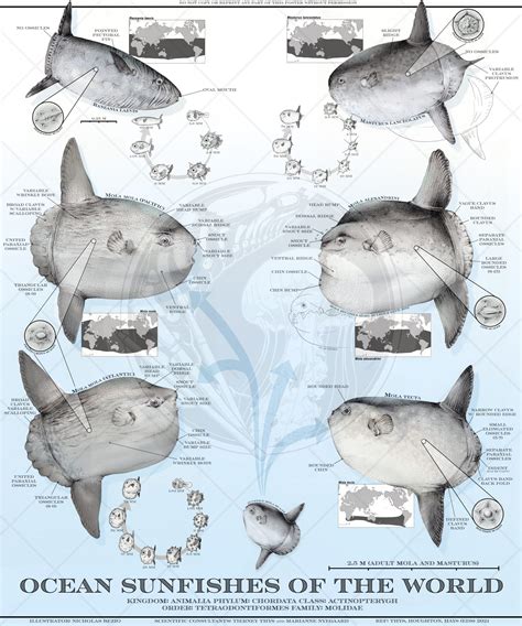 Ocean Sunfish