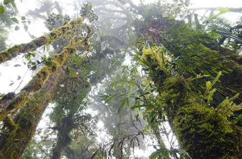 Greetings from the Tree Kangaroo Conservation Program!