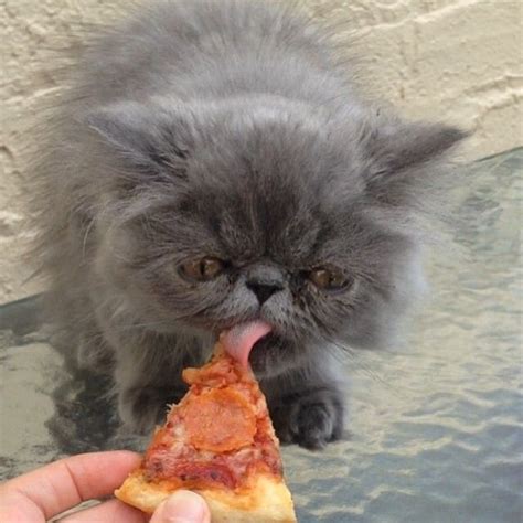 Pizza cat | Tiere