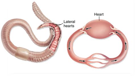 Closed Circulatory System: Definition & Advantage - Lesson | Study.com